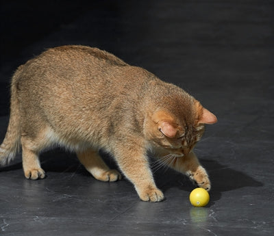 Eti dynamische Spielzeugkatze sortiert