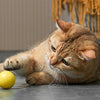 Eti dynamische Spielzeugkatze sortiert
