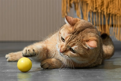 Eti dynamische Spielzeugkatze sortiert