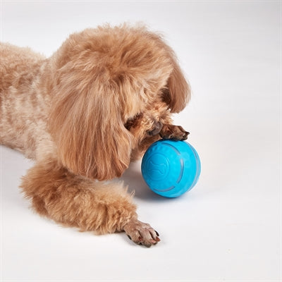Fofos Rollball für Hunde wiederaufladbar