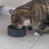 Trixie Food Bowl Kat Keramik -Assorti
