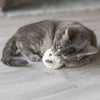 Trixie -Bier mit Catnip Plush Assorti