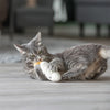 Trixie schläfriges Gesicht mit Catnip Plicken Assorti