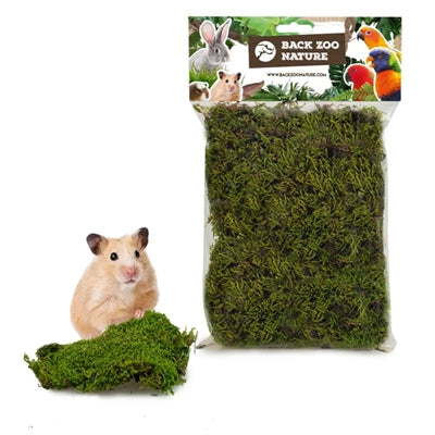 Zurück Zoo Natur Wald Moos