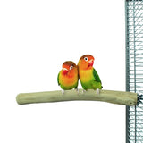 Zurück Zoo Natur Java Barsch - afbeelding 3