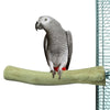 Zurück Zoo Natur Java Barsch