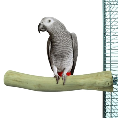 Zurück Zoo Natur Java Barsch