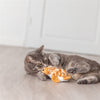 Trixie prügelnde Schildkröte aus Plüsch