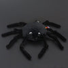 Ptipotos die schwarze Spinne 15 cm