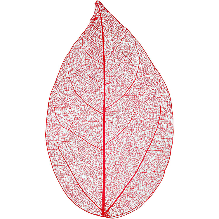 Creativ Company Skelettblätter, L: 6-8 cm, rot, 20 Stück 1 Box