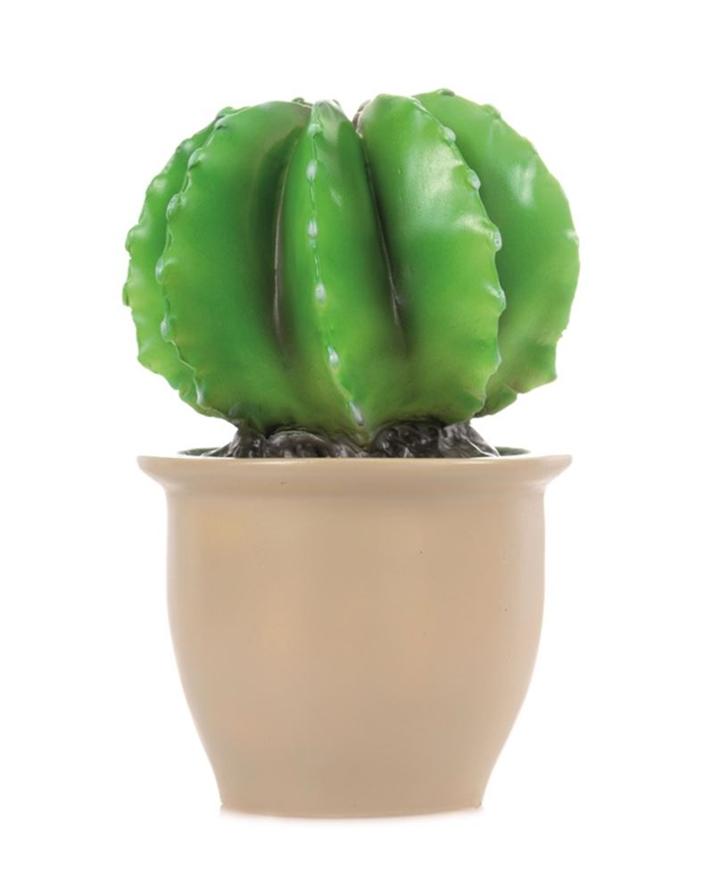 Egmont Lampenkaktus im Blumentopf 27x16,5