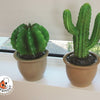Egmont Lampenkaktus im Blumentopf 27x16,5