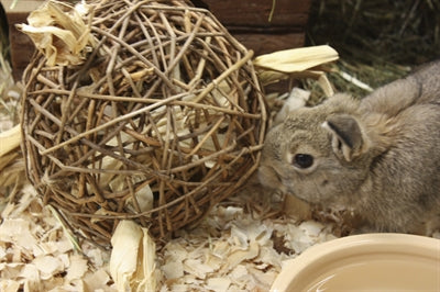 Natur erstes glückliches Haustierspielzeug Weide