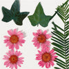 Getrocknete Blüten und Blätter hellrot, 19dlg.