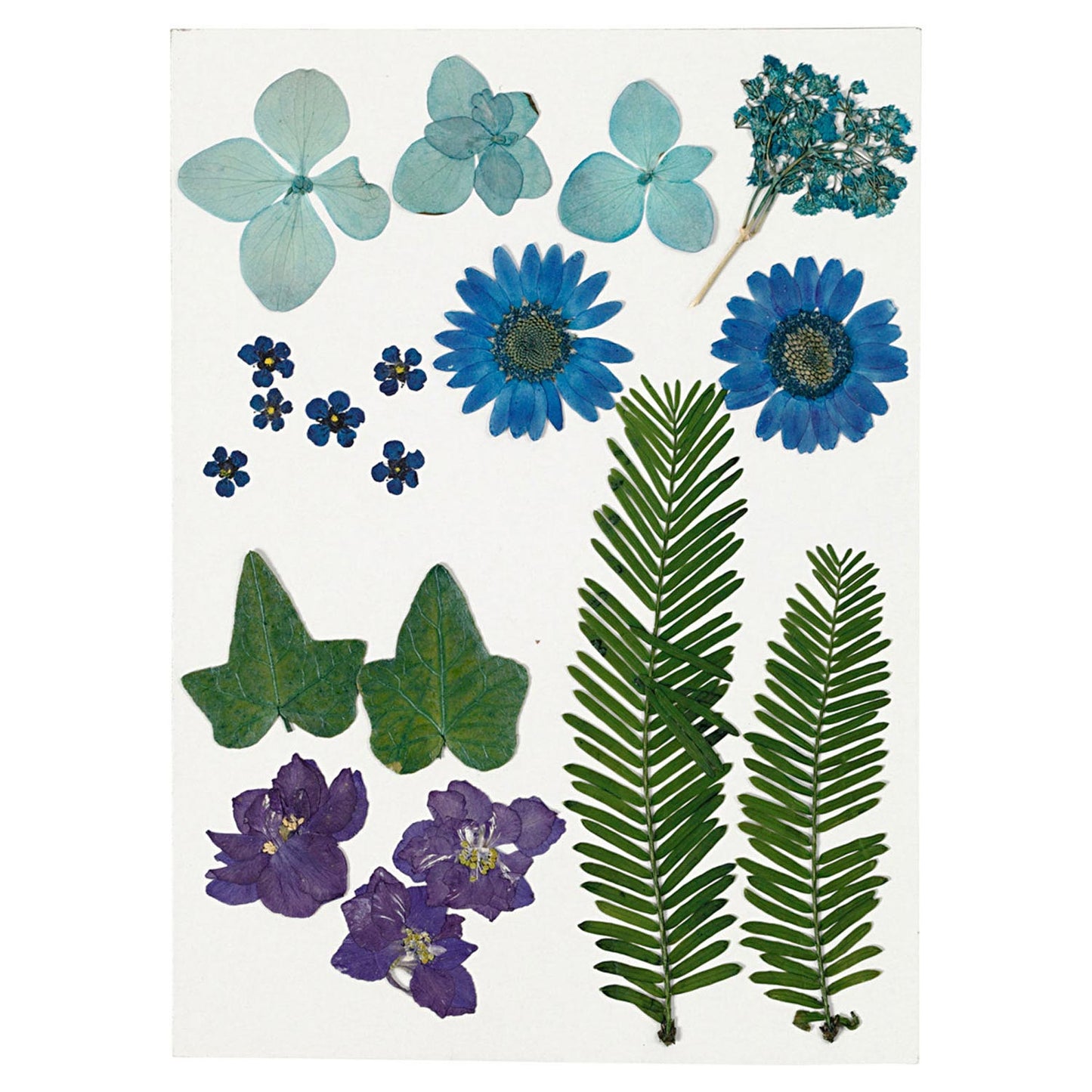 Trockene Blumen und Blätter blau, 19dlg.