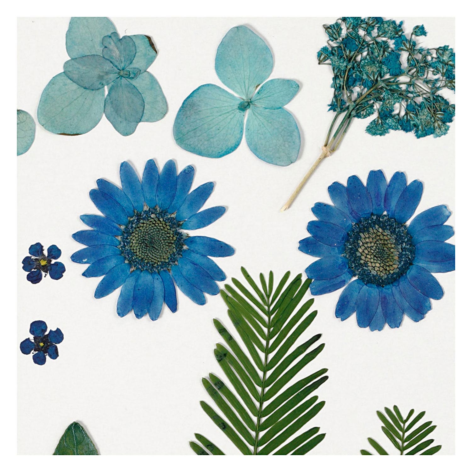 Trockene Blumen und Blätter blau, 19dlg.
