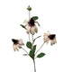 Roberts Collection Kunstblume Rudbeckia 83 cm cremefarben
