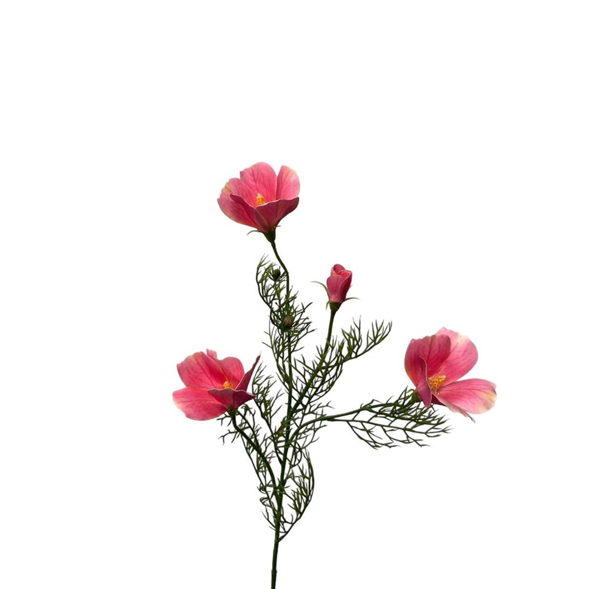 Roberts Collection Kunstblumen-Hibiskus-Spray, 68 cm, hellrosa