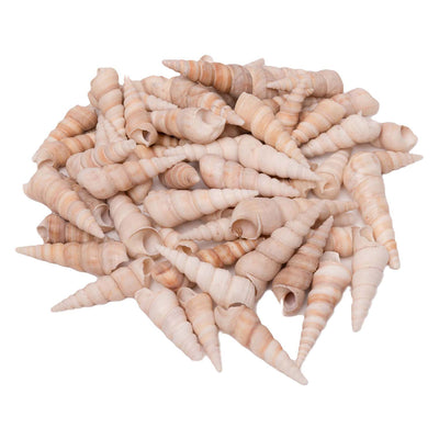 Färbung - Seebrausturritella, 550g