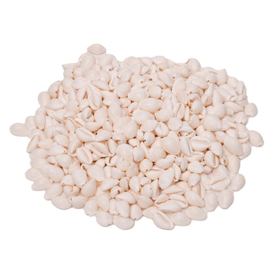 Färbung - Meereschalen Kauri, 300 g