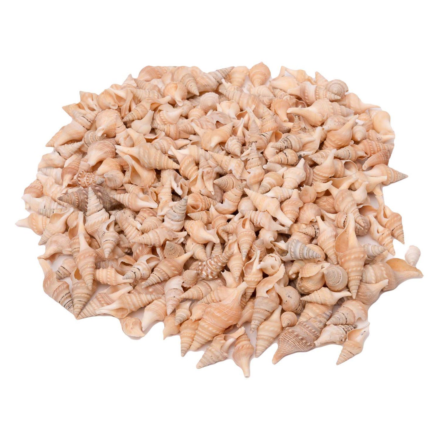 Färbung - Zeeschelpen Turrid, 400 g