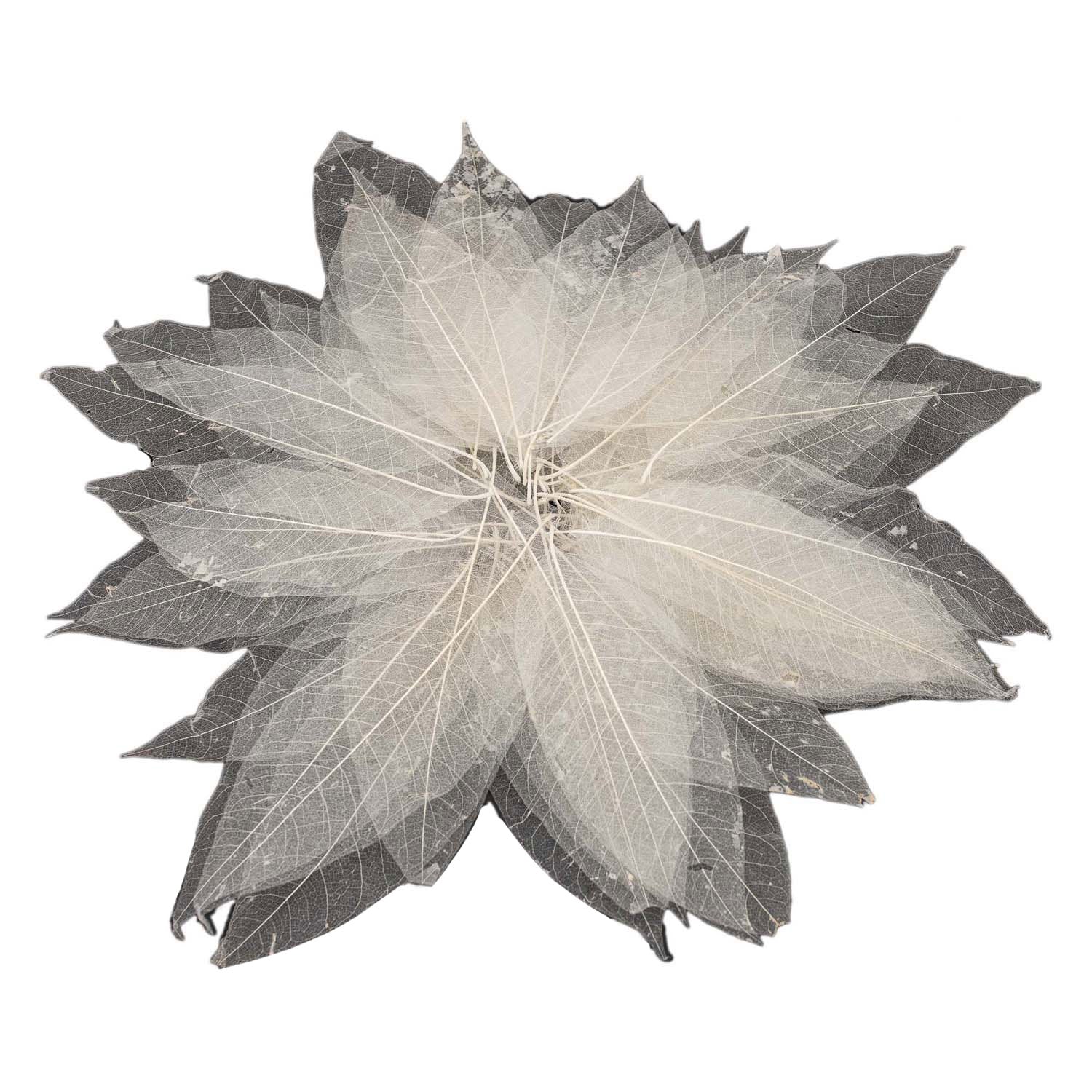 Magnolienblatt -Skelette, 50..
