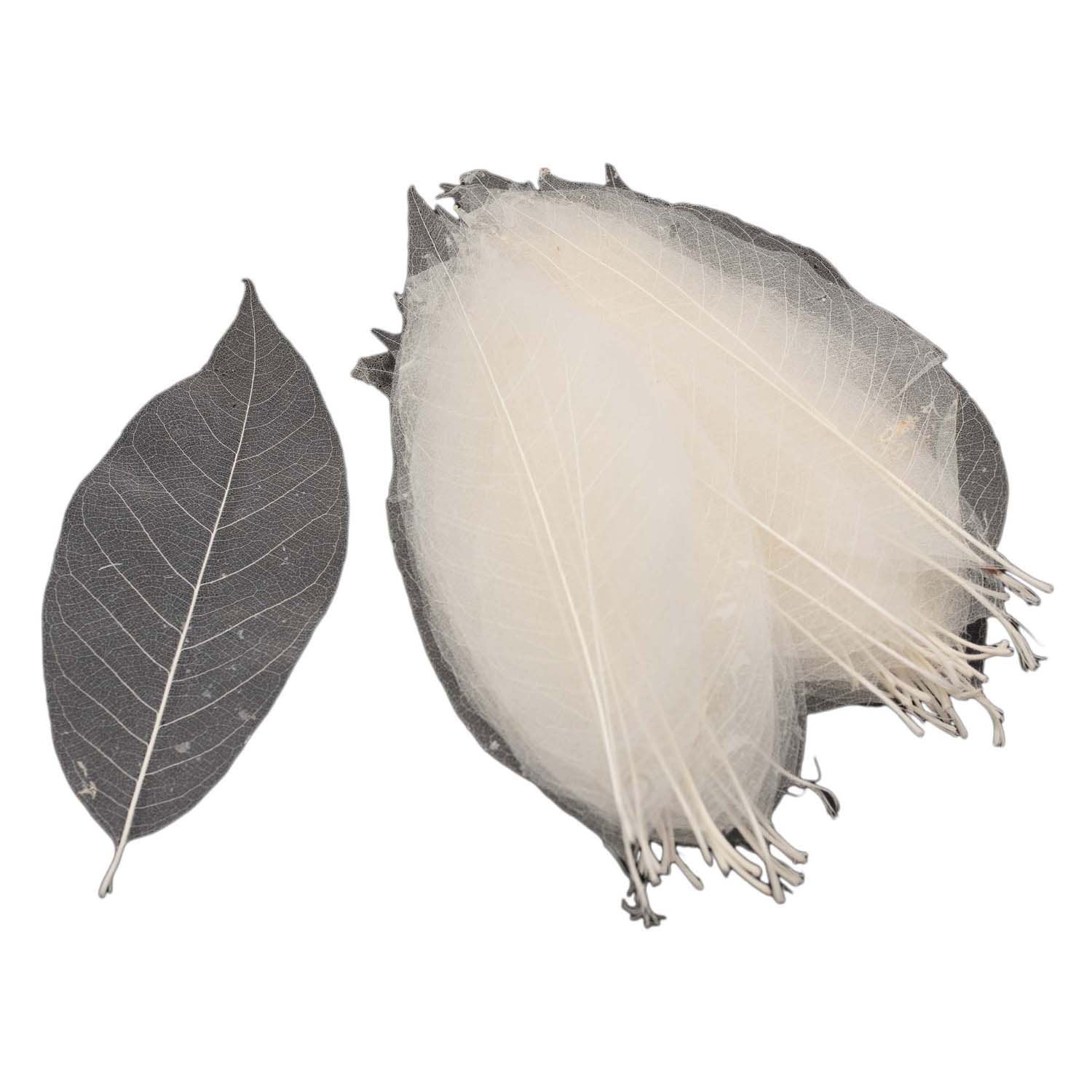 Magnolienblatt -Skelette, 50..