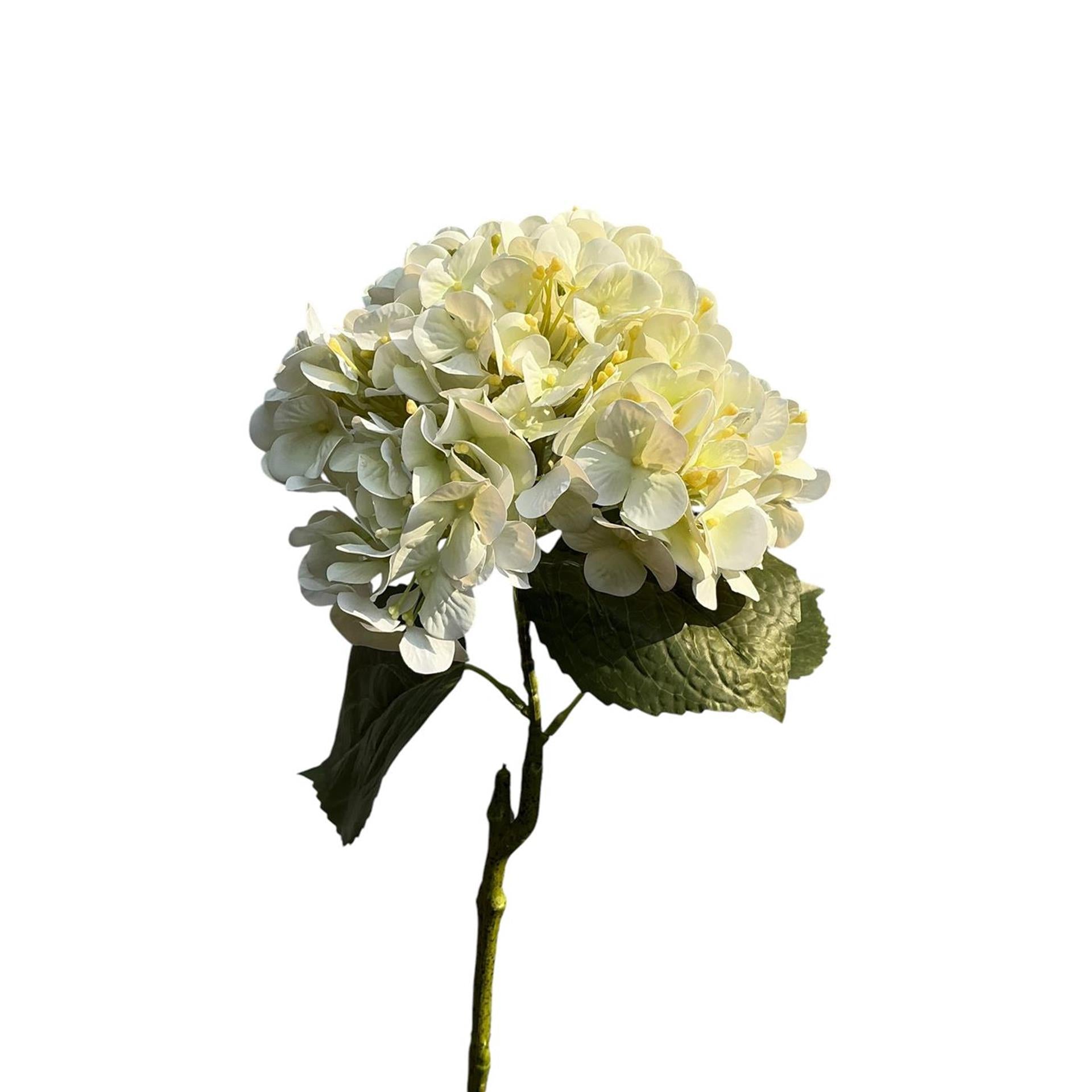 Roberts Collection Hortensie Real Touch 75 cm creme
