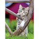Ravensburger Puzzle Katzen 2 x 500 Stücke