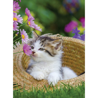 Ravensburger Puzzle Katzen 2 x 500 Stücke
