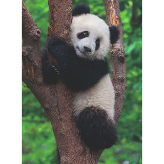 Ravensburger Puzzle Panda und Koala 2 x 500 Stück