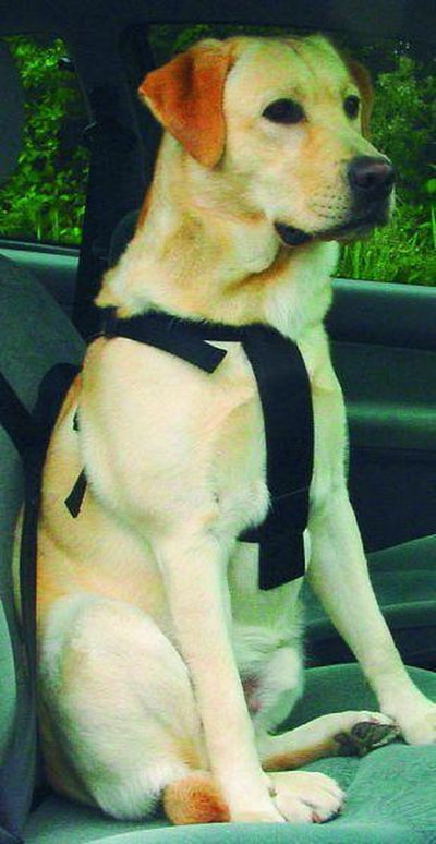 Beeztees Geh- und Autogurt – Hundegeschirr – l