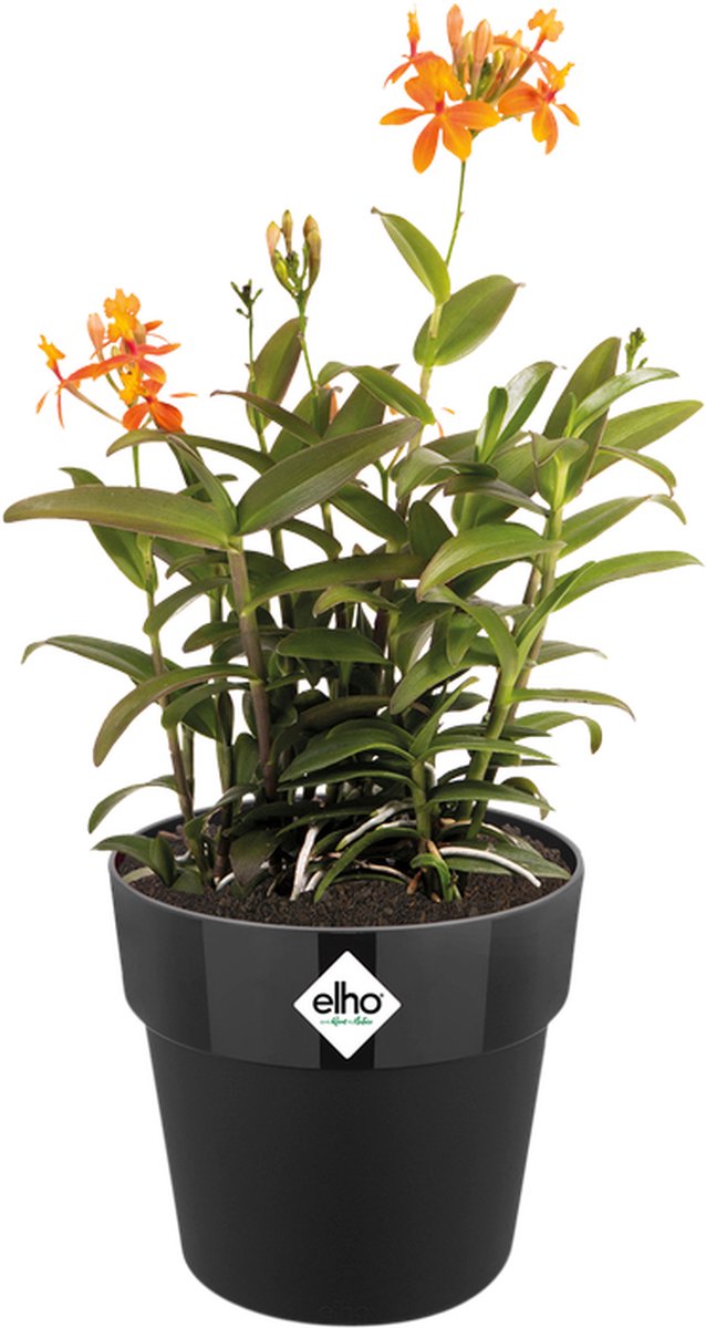 Elho b.for original rund 25 – Blumentopf für den Innenbereich – 100 % recycelter Kunststoff – ø 24,7 x H 23,2 cm – Living Black