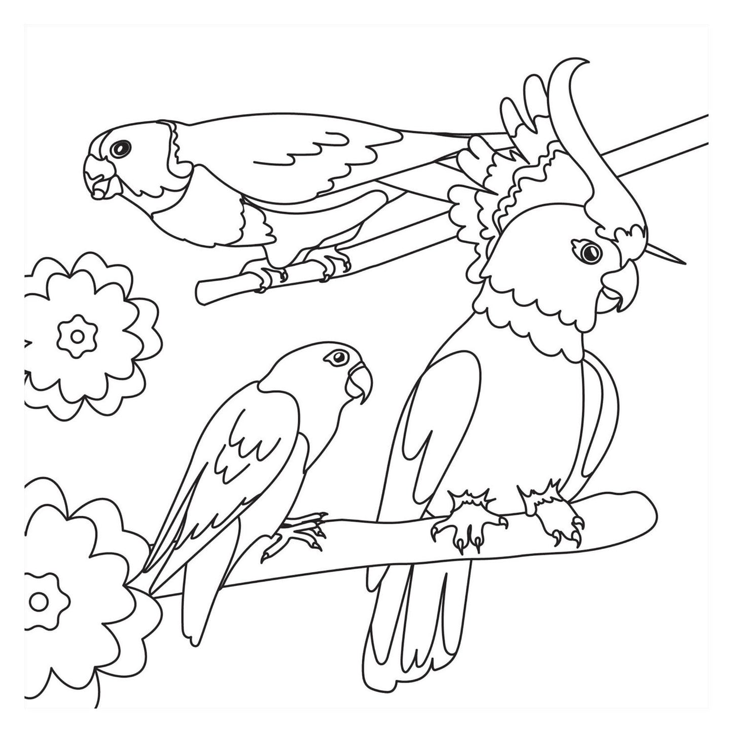 Malbuch - Vögel neu
