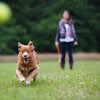 Happy Pet Fling n Fetch WROPSTOK ASSORTI