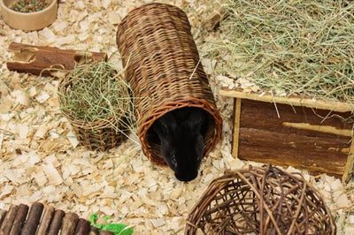 Happy Cap Willow Tunnel