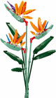Sluban-Blüten Strelitzia Reginae Aiton (M38-B1121c)