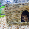 Natur erster grasbewachsener Versteck am Ort