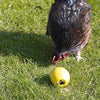 Savic Chicken Play Chicken Spaß