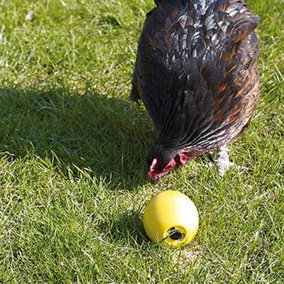 Savic Chicken Play Chicken Spaß