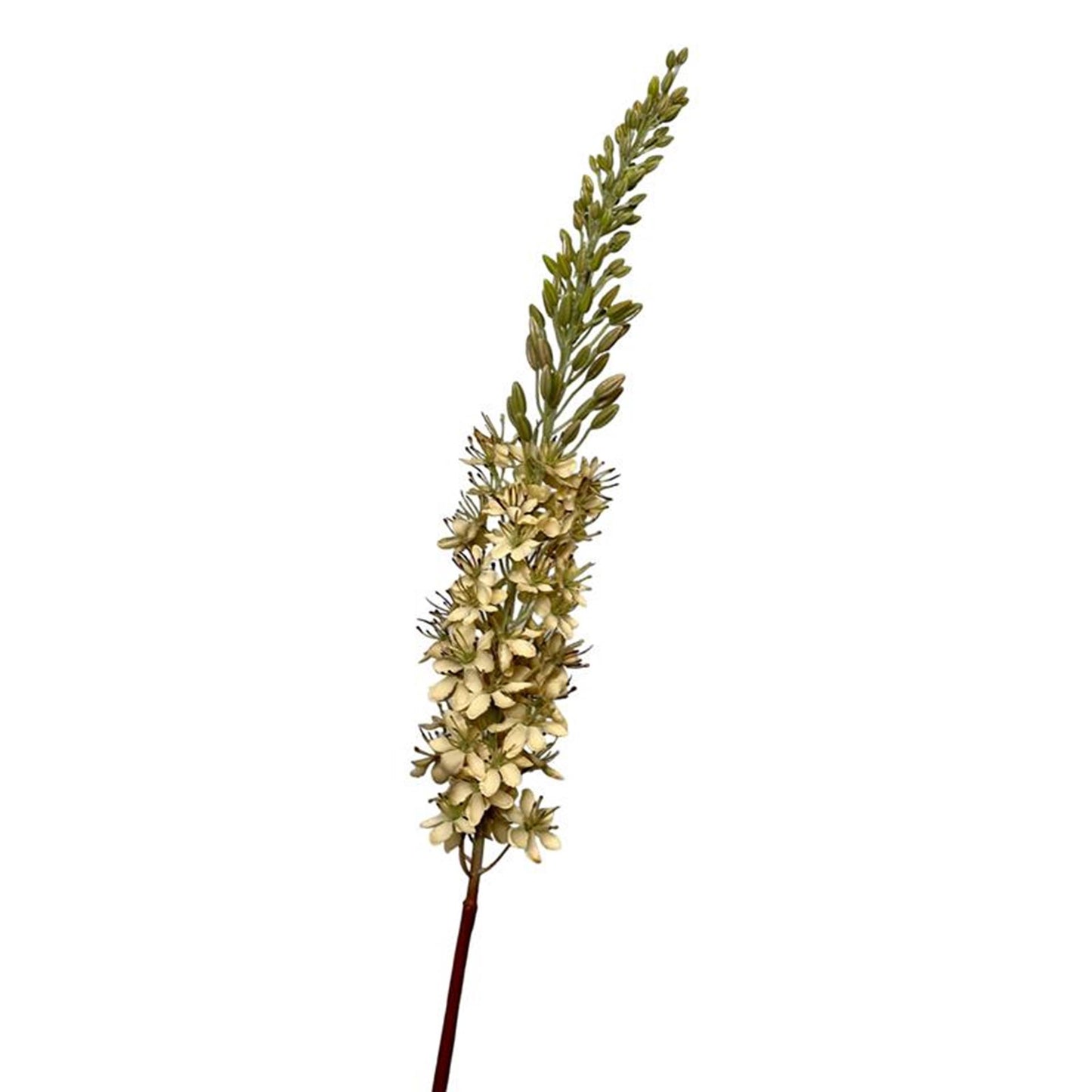 Roberts Collection Kunstblume Eremurus 106 cm cremefarben