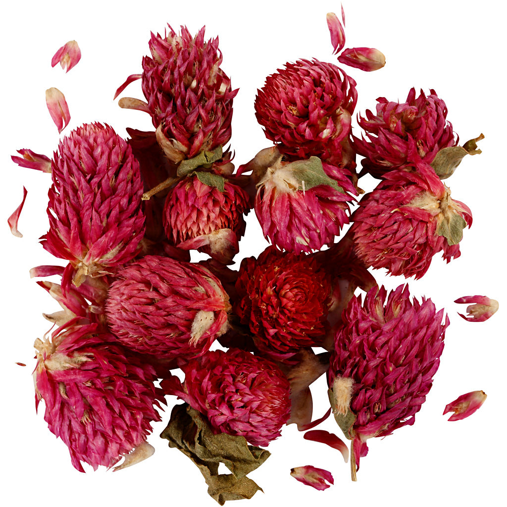 Kreativfirma getrocknete Blumen Rotklee lila, 15gr