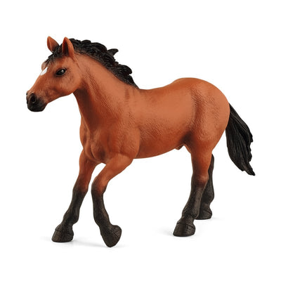Pferd Appaloosa Hengst 72152