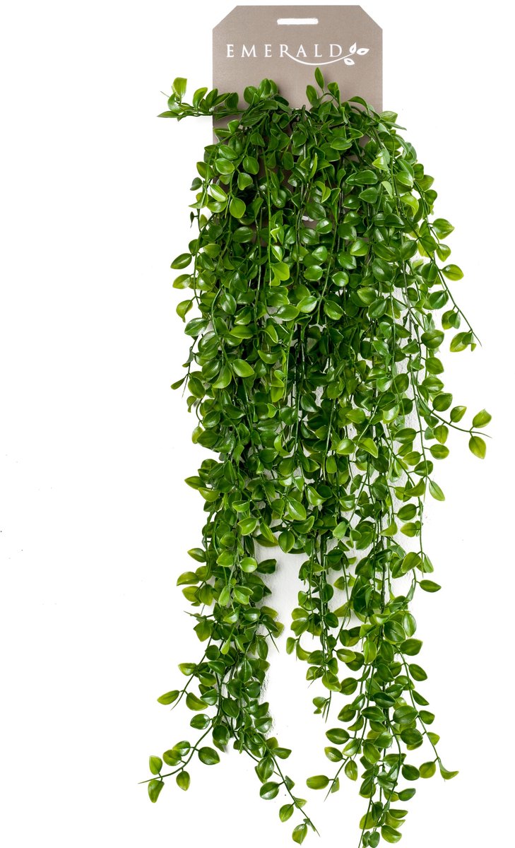 Smaragd Emerald Art Plant Klettern Vijg 80 cm