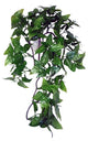 Komodo Philodendron Pflanze