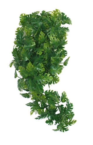 Komodo -Pflanzen -Split Philodendron