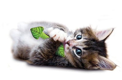 Petstagen Fresh Atem Mint Stick