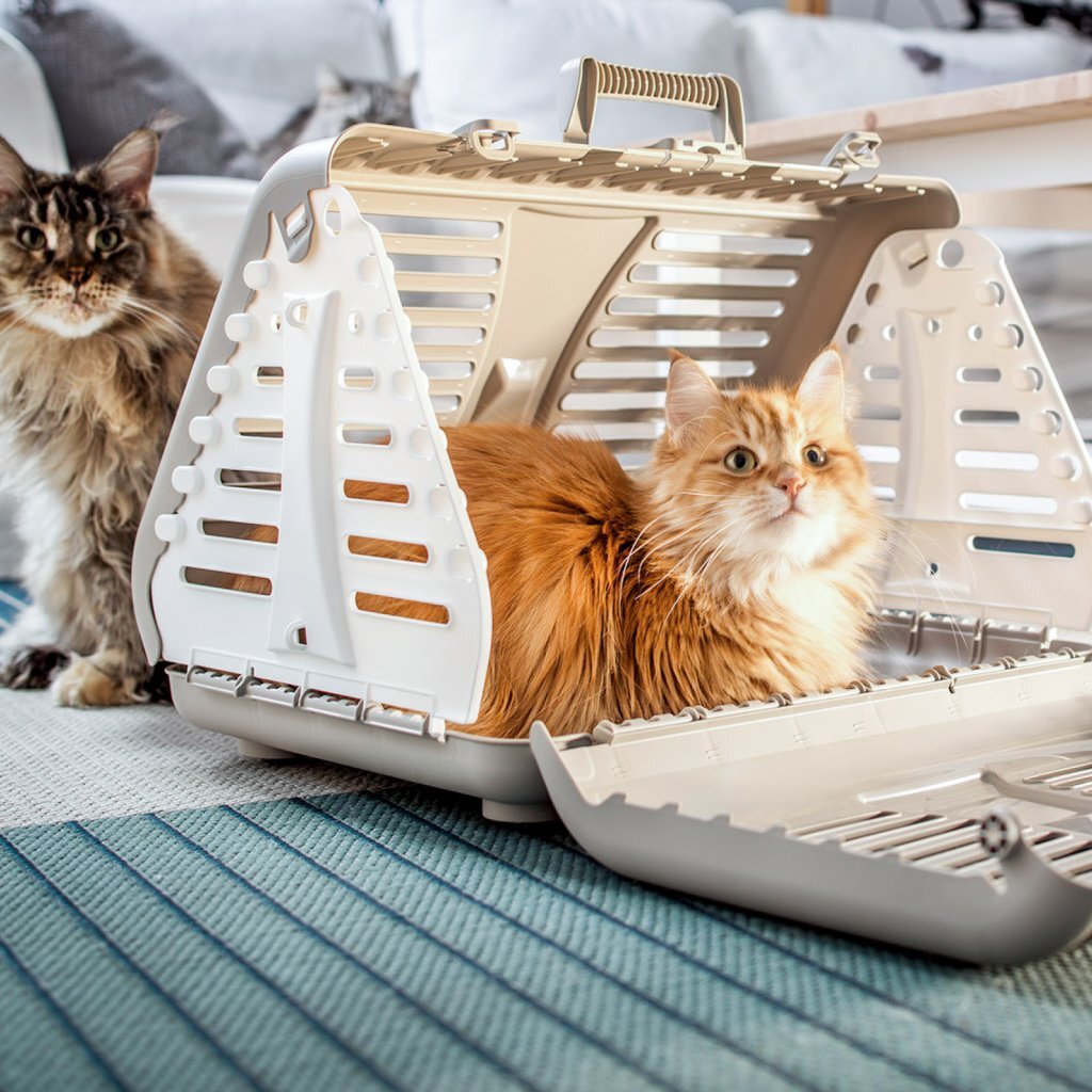 Rotho Rotho Toby Pets Carrier Anthrazit