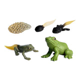 Cycplus Life Cycle Frog Play Figur Set Set - afbeelding 1