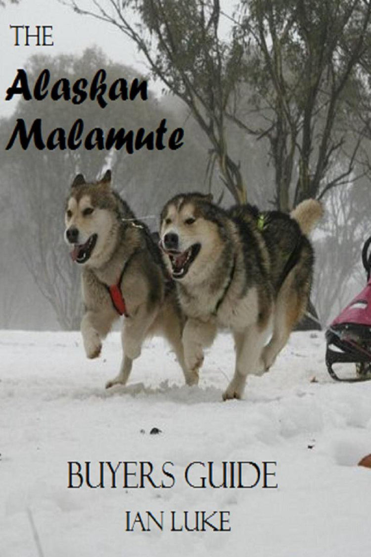 Kaufratgeber für Hunde 1 – der Alaskan Malamute – ein Kaufratgeber
